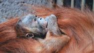 Mládě orangutana sumaterského, foto: Miroslav Bobek, Zoo Praha